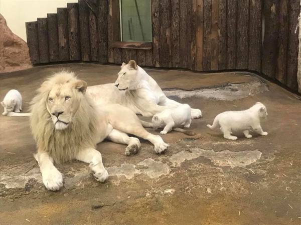 Papa, please always protect me
