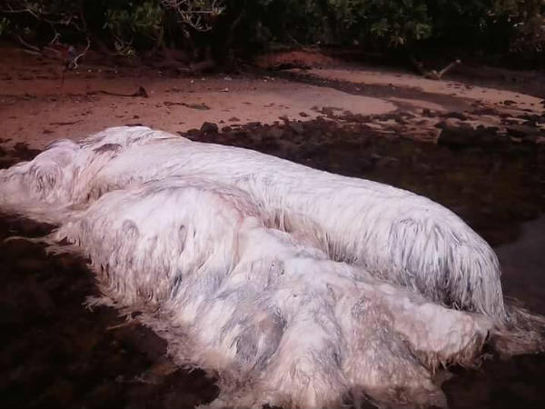 Could it be a dead whale?
