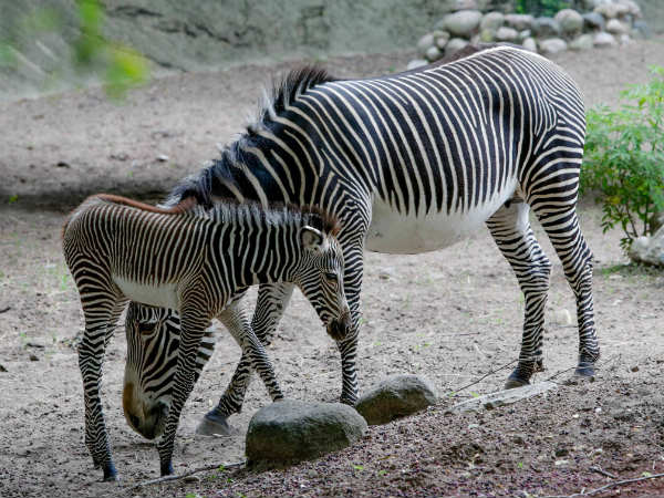 UN urges youth to engage in wildlife conservation