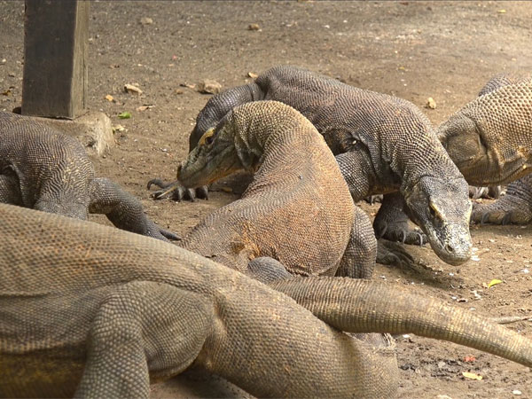 What are Komodo dragons?