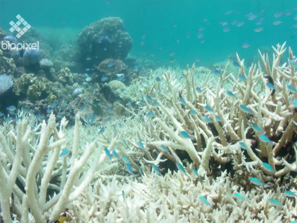 Reasons: Warmer oceanic waters spurred by climate change
