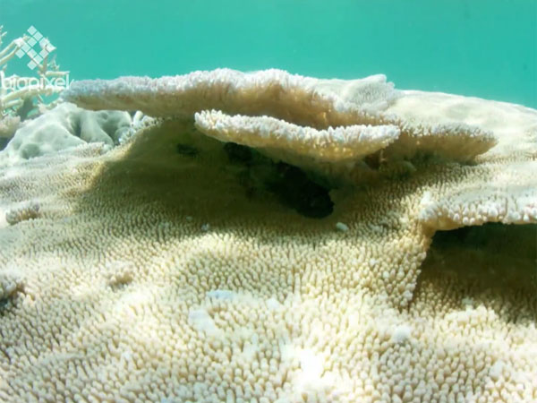 Greenhouse gas emissions destroying great barrier reef