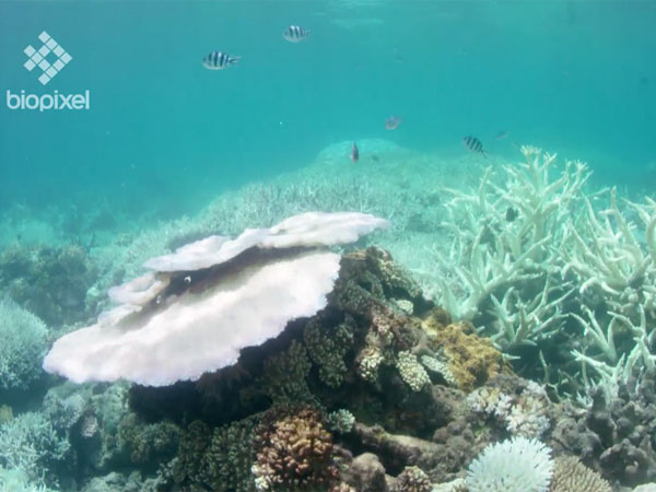 Second wave of mass bleaching unfolding in two years