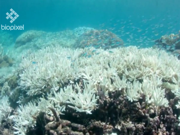 Great Barrier Reef ravaged by coral bleaching