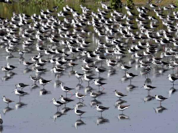 Attain ‘pristine' status of Ganga Attain ‘pristine' status of Ganga