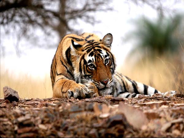 A major wildlife tourist attraction spot