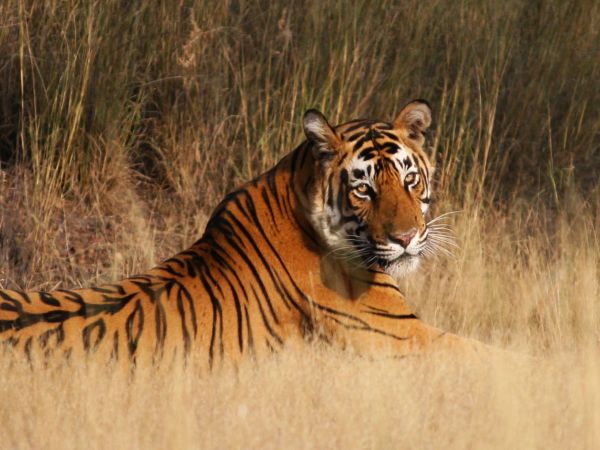 The Sultanpur female
