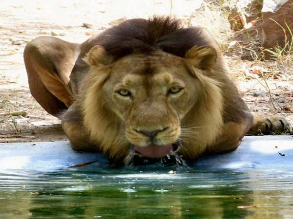 Lion King Lion King