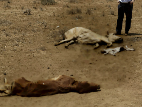 Carcasses of 40 cows recovered from farmhouse Carcasses of 40 cows recovered from farmhouse