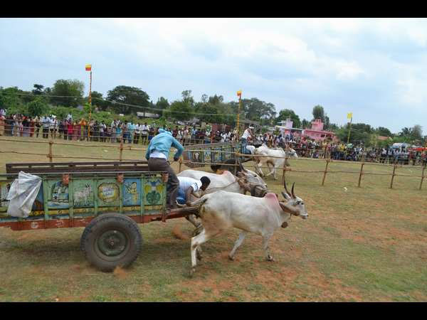 PETA will study the amendment allowing bull races. PETA will study the amendment allowing bull races.