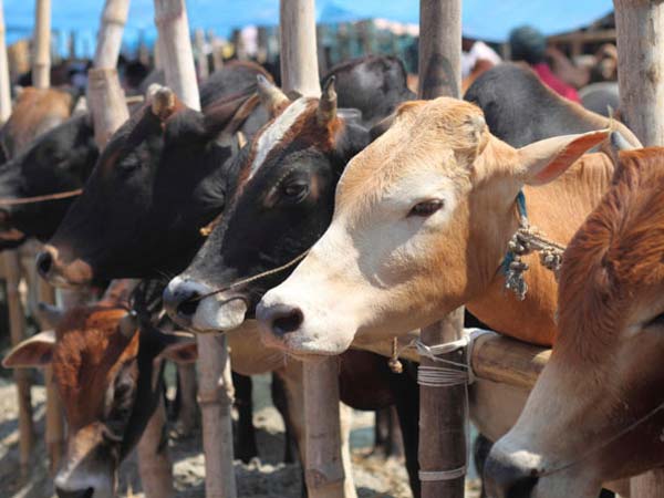 Cows Cows