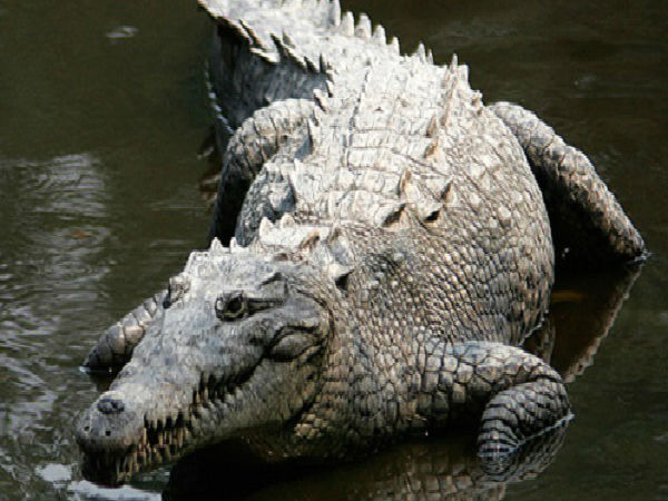 Odisha: 6-year-old girl battles with crocodile to save her friend Odisha: 6-year-old girl battles with crocodile to save her friend