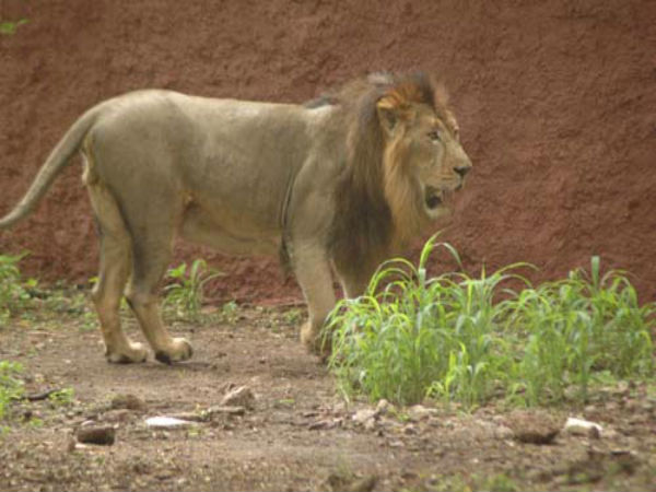 zoo zoo