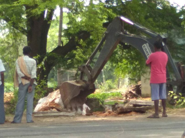 Translocation to save trees