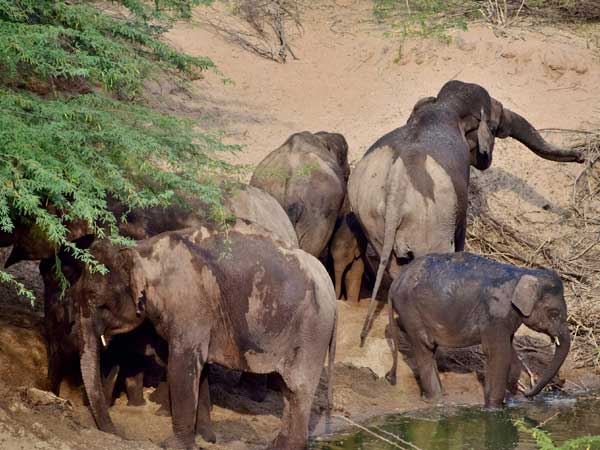 Special arrangements made for wild animals