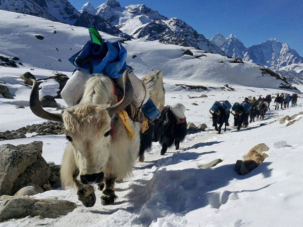 Yaks moving towards Mount Everest’s base camp ferrying supplies Yaks moving towards Mount Everest’s base camp ferrying supplies
