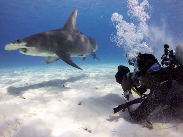 Lone Hammerhead Shark Lone Hammerhead Shark