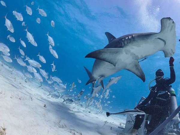 Sharks are 15 to 18 feet in length Sharks are 15 to 18 feet in length