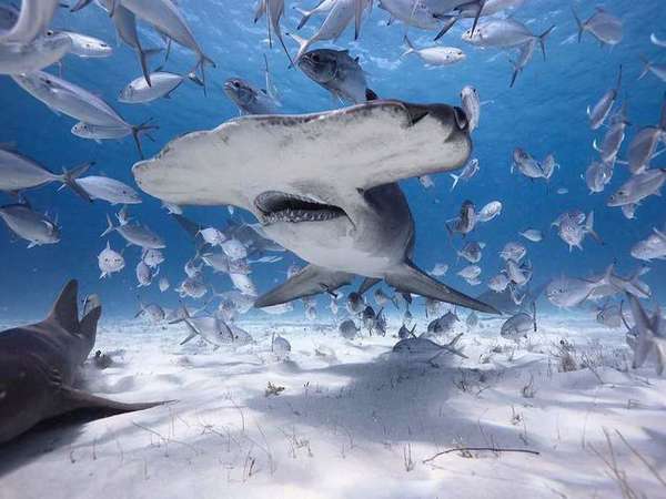 Shark amidst school of fish Shark amidst school of fish