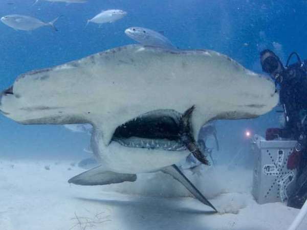 Hungry shark Hungry shark