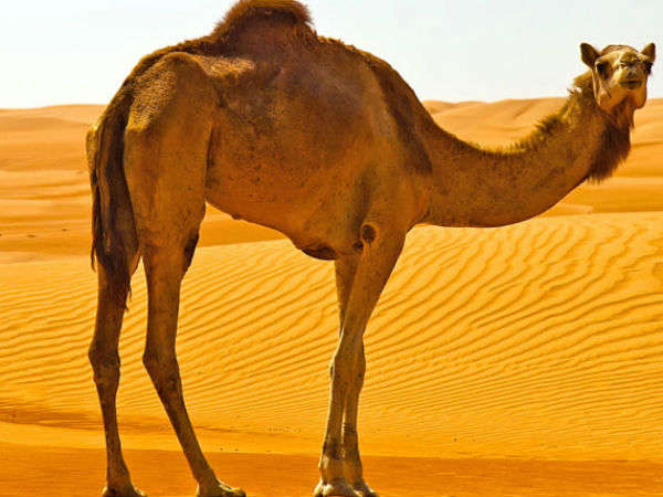 The camel hump The camel hump