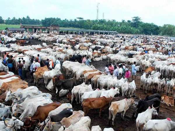 Kerala assembly to discuss Centre's cattle sale for slaughter rules Kerala assembly to discuss Centre's cattle sale for slaughter rules