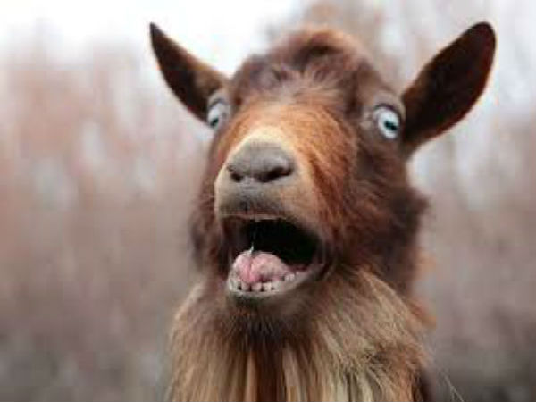 goat goat