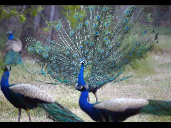Peacock a 'brahmachari,' they do not have sex says Rajasthan HC judge Peacock a 'brahmachari,' they do not have sex says Rajasthan HC judge