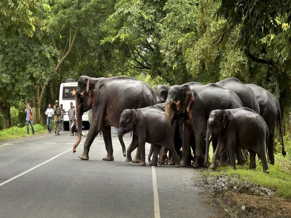 People look on as a herd of wild elephants crosses a road. People look on as a herd of wild elephants crosses a road.