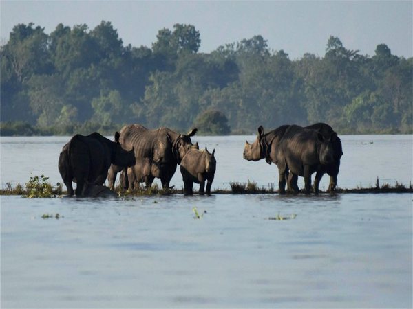 Rhinos stuck in flood Rhinos stuck in flood