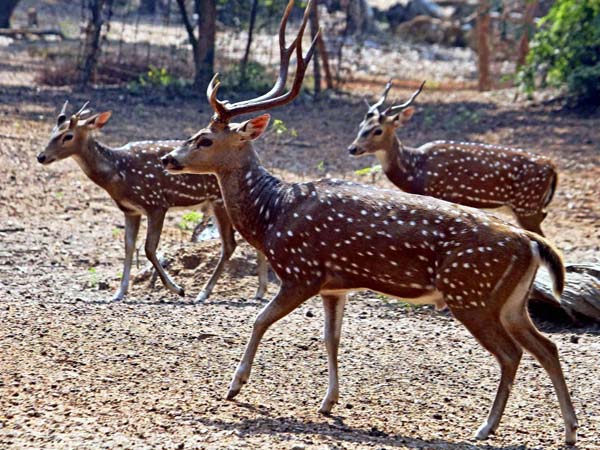 Nine held for poaching deer inside Sathyamangalam Tiger Reserve Nine held for poaching deer inside Sathyamangalam Tiger Reserve