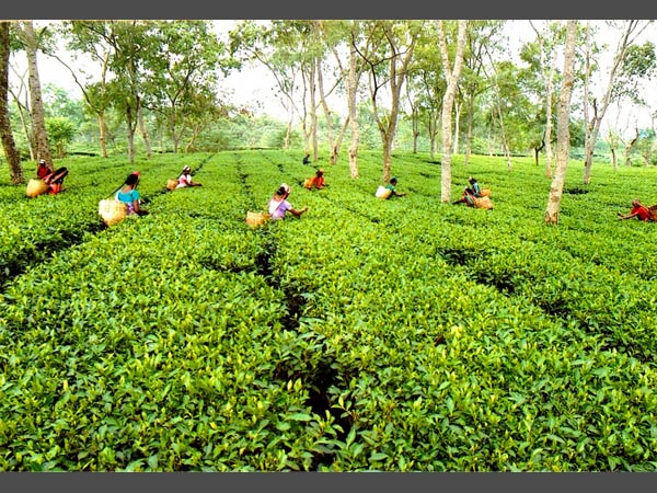 Darjeeling tea industry staring at Rs 250 crore loss Darjeeling tea industry staring at Rs 250 crore loss