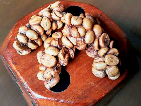 Production of world's most expensive coffee begins in Coorg Production of world's most expensive coffee begins in Coorg