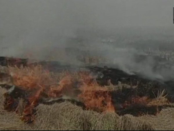Ban on stubble burning causes labour crisis Ban on stubble burning causes labour crisis