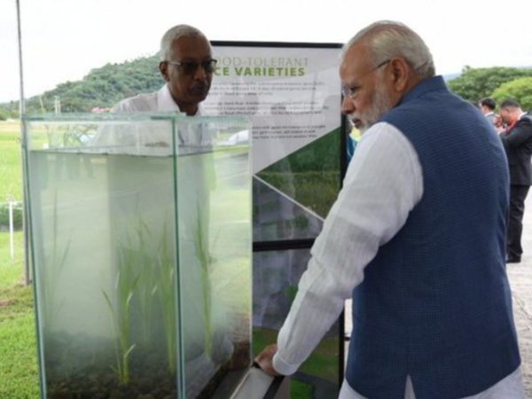 PM briefed on flood-tolerant rice varieties