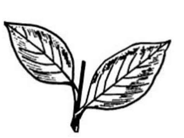 Two leaves frozen