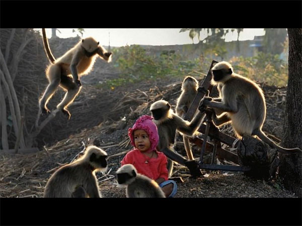 Langurs feel the same