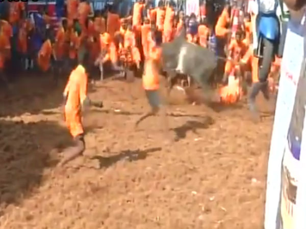 Jallikattu event organized in Tamil Nadu's Madurai Jallikattu event organized in Tamil Nadu's Madurai