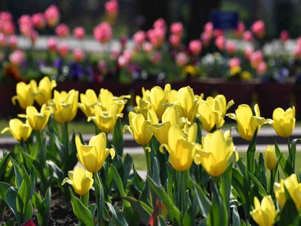 Tulips and Primulas are major attractions