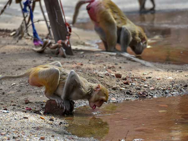 Monkeys quench their thirst during a spell of a heat wave in a village, on the outskirts of New Delhi Monkeys quench their thirst during a spell of a heat wave in a village, on the outskirts of New Delhi