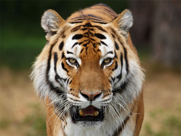 Kanha tiger in good health says Odisha minister Kanha tiger in good health says Odisha minister