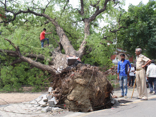 A tree, uprooted in thunderstorm, in Meerut on Saturday. PTI file photo A tree, uprooted in thunderstorm, in Meerut on Saturday. PTI file photo