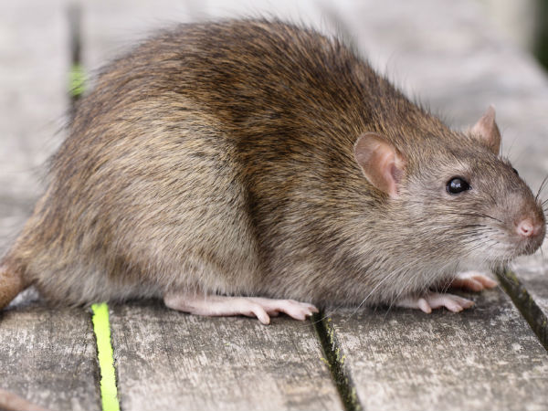 Rats attack SBI ATM