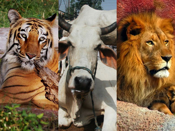 Animals Animals