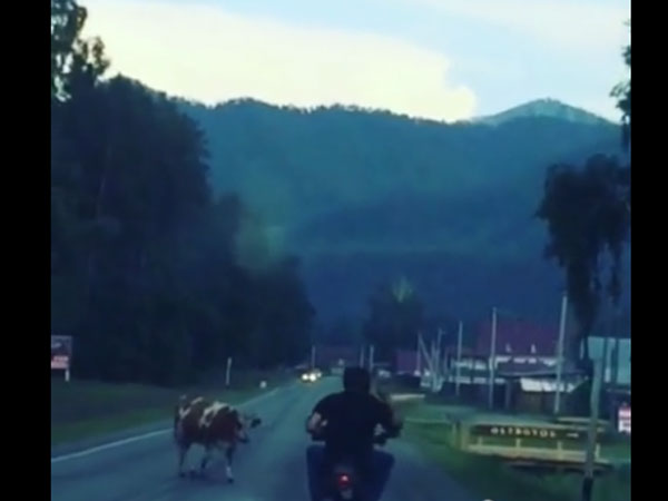 Wobbly bikers ram into road-crossing cow in most comical ‘man-animal conflict’ ever Wobbly bikers ram into road-crossing cow in most comical ‘man-animal conflict’ ever