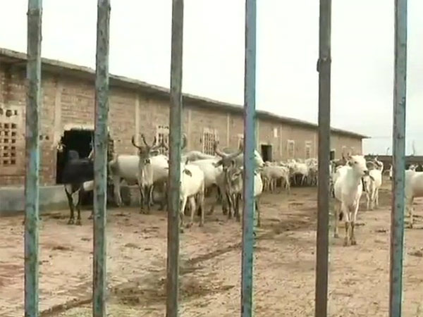 Probe ordered after 36 cows found dead in Dwaraka Probe ordered after 36 cows found dead in Dwaraka