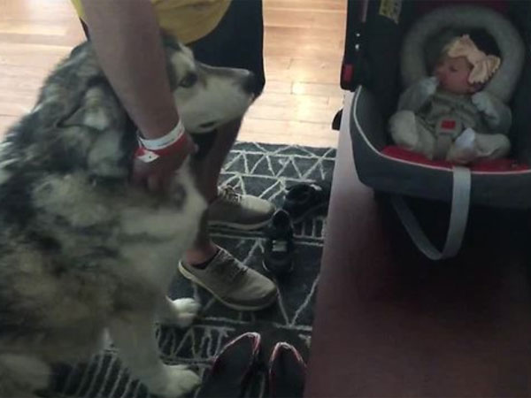 This dog welcomes the newest member in the family with a cute howl; watch his reaction This dog welcomes the newest member in the family with a cute howl; watch his reaction