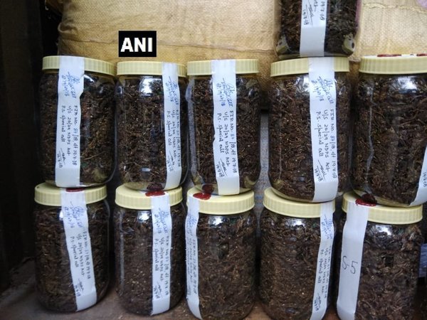 Delhi: 535 kg of cannabis seized, two arrested (Image courtesy - ANI/Twitter) Delhi: 535 kg of cannabis seized, two arrested (Image courtesy - ANI/Twitter)