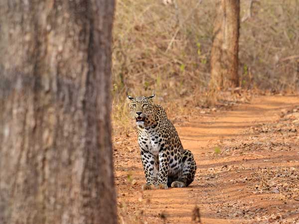 A study conducted in forest mosaic in northern West Bengal