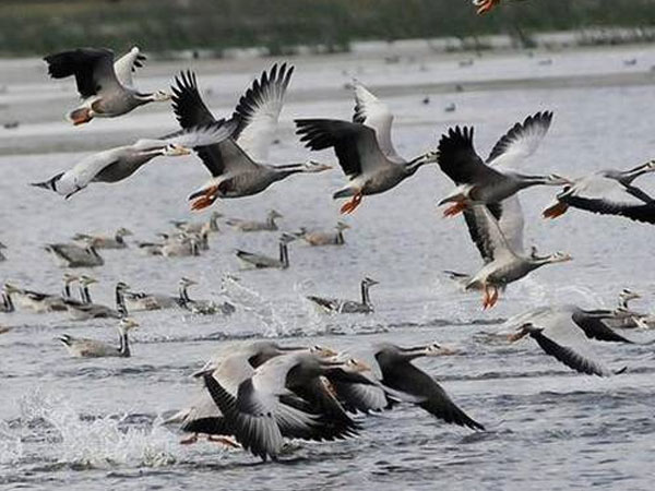 Odisha: Residential water birds arrive for nesting Odisha: Residential water birds arrive for nesting